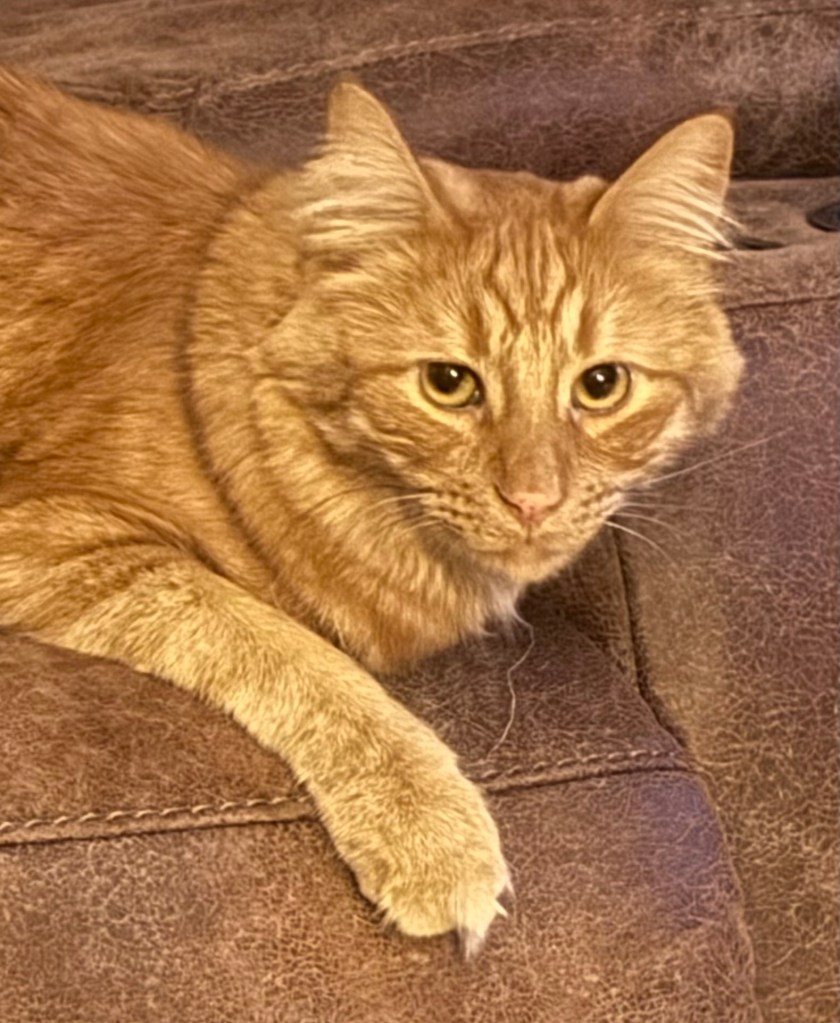 The current image has no alternative text. The file name is: img_9510.jpg